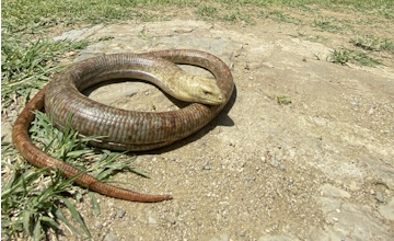 Terrariumwerkgroep op slangenjacht in Georgië